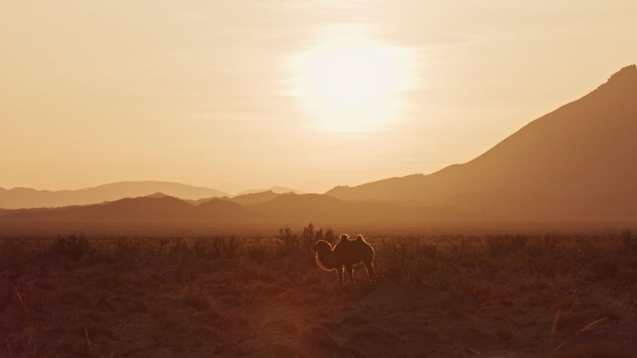 The Wild Camels of Mongolia's Gobi Desert