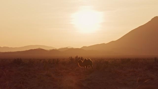 The Wild Camels of Mongolia's Gobi Desert