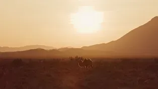 The Wild Camels of Mongolia's Gobi Desert