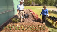 Planting Dusty Miller and Violas & Attracting Winter Birds