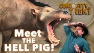 The Entelodont "Hell Pig" | Curiosity Trek