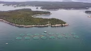 Salmon farming sparks pollution, sustainability concerns