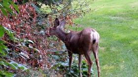 Video thumbnail: You Bet Your Garden You Bet Your Garden Ep: 50