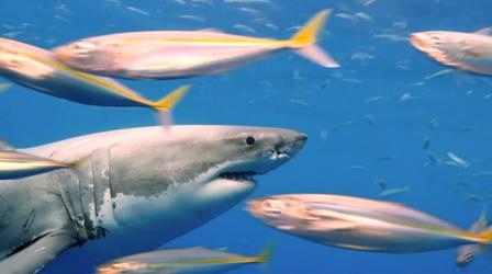 Video thumbnail: SCI NC OCEARCH Study of Great White Sharks