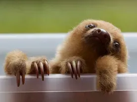 Poop-Eating Sloth Moths