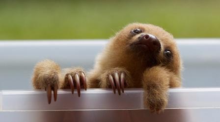 Video thumbnail: NOVA Poop-Eating Sloth Moths