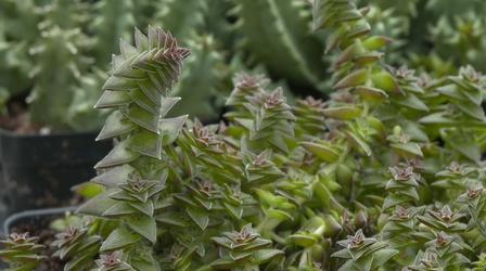 Video thumbnail: Backyard Farmer Backyard Farmer: Fall Gardening & Succulents