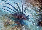 The environmental and financial costs of invasive species