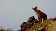 Wildlife on the Edge (Preview)