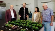 Oranges & Avocados: A Tale of Two Fruits (Preview)