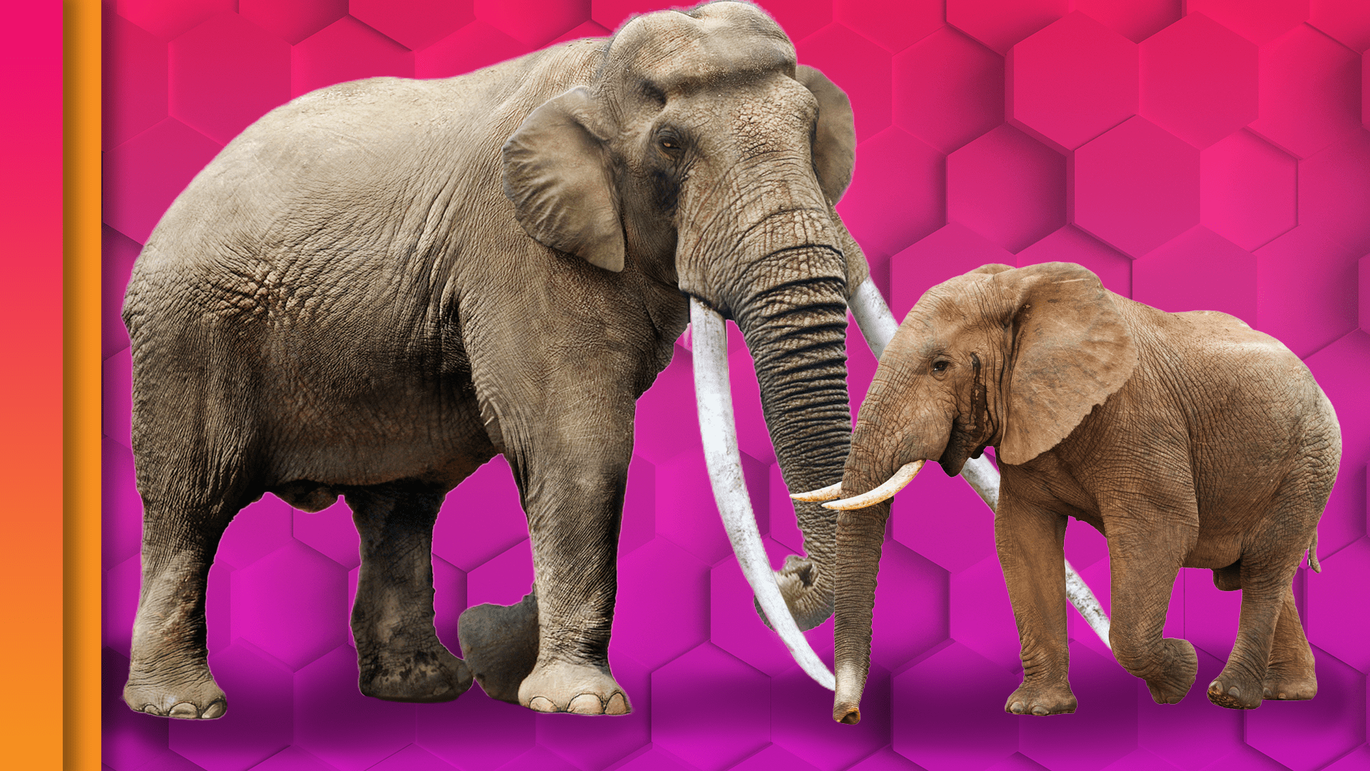 Secrets of the Elephants series reveals a unique, dynamic animal culture