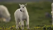 Lost Young Goat Searches for Mom