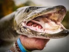 Muskies and Living High