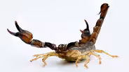 Scorpions Are Predators With a Sensitive Side