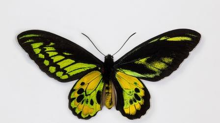Video thumbnail: SCI NC What Makes This Butterfly SO Black?