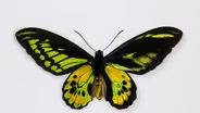What Makes This Butterfly SO Black?