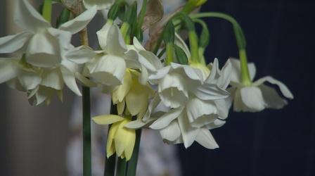 Video thumbnail: Volunteer Gardener Volunteer Gardener 2644