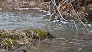 Wild Waters
