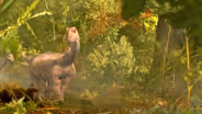 D4K: The Web show: Dinosaurs with David Varricchio