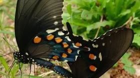 Video thumbnail: Central Texas Gardener The Coolest Plants for Hot Temps
