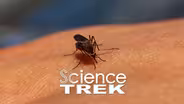 Biomimicry: Bug Solutions