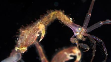 Video thumbnail: Deep Look Skeleton Shrimp Use 18 Appendages to Feed, Fight and Frolic