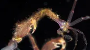 Skeleton Shrimp Use 18 Appendages to Feed, Fight and ... Frolic