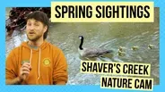 Spring: A bustling renewal at Shaver's Creek