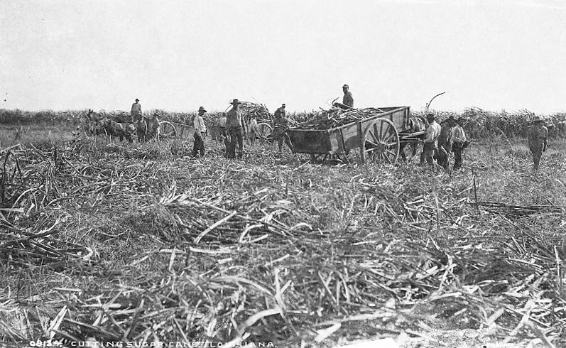 Sugar, slavery and 'commitment to truth' in U.S. history