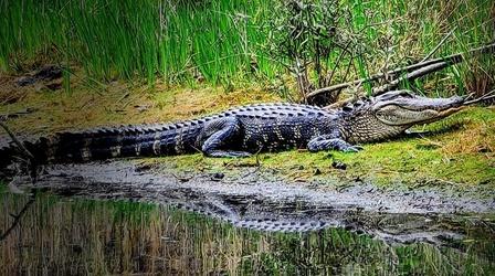 Video thumbnail: SCI NC Are Alligators Getting Sick?