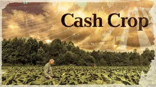 Cash Crop | Official Trailer