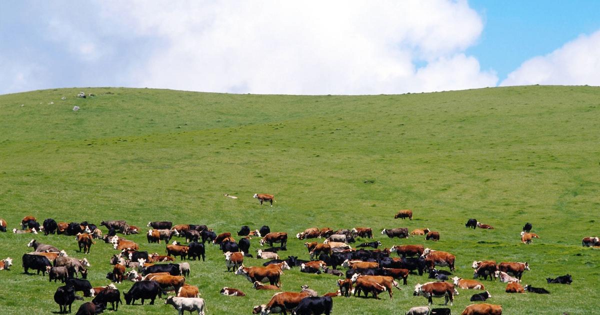 Cattle Branding in Texas: Show Us Your Herd! - George Ranch