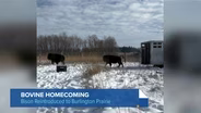 Bison Are Returned to Kane County and Their Indigenous Stewards