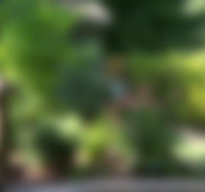 Volunteer Gardener