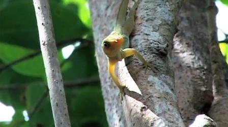 Video thumbnail: Rediscover St. Croix Rediscover St. Croix: Ground Lizard/Blind Snake