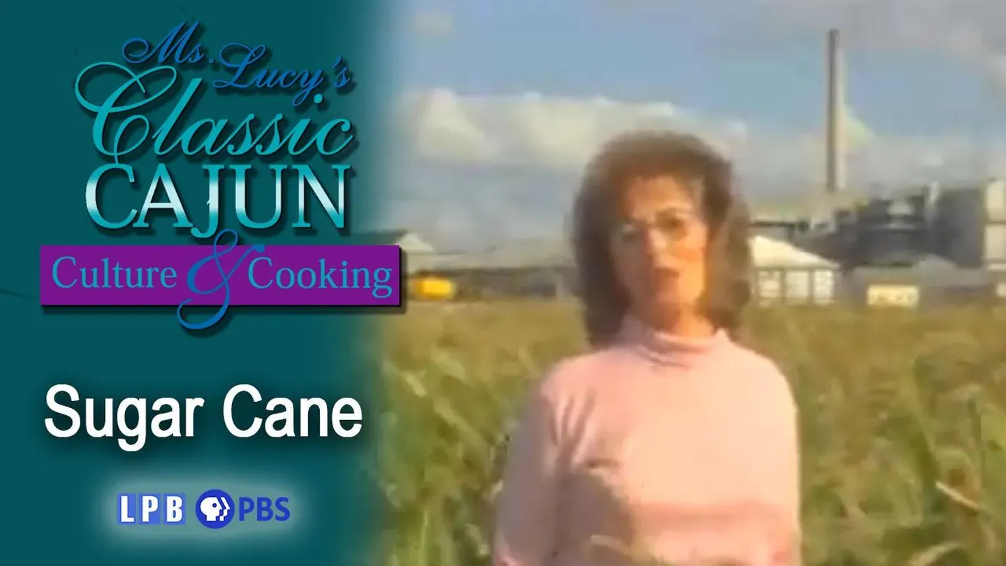 Sugar Cane