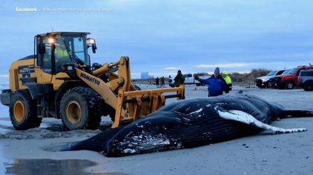 Environmentalists disagree over cause of whale strandings