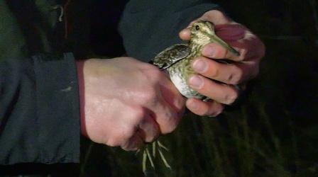 Video thumbnail: Kentucky Afield Fishing for Sauger, Studying Woodcock Birds, and More