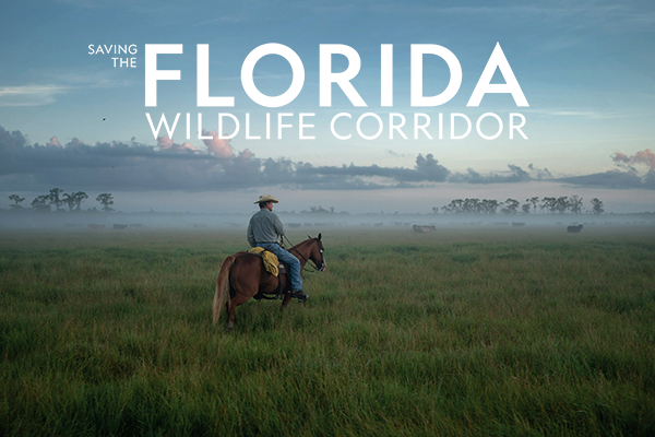 Saving the Florida Wildlife Corridor