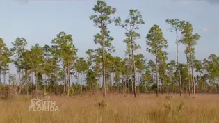 Love the Everglades – Symposium & Cleanup