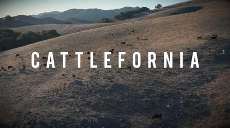 Video thumbnail: American Grown: My Job Depends on Ag Cattle-Fornia
