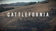 Cattle-Fornia