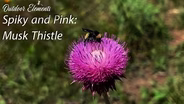 Spiny and Pink: Musk Thistle