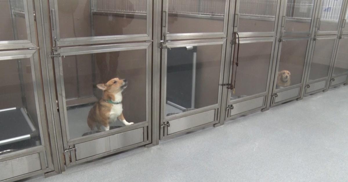Nj spotlight news | unwanted 'gift' pets: bergen co. Animal shelter at capacity | season 2024