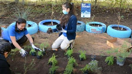 Video thumbnail: Central Texas Gardener Planting a Bat Friendly Garden with Native Plants