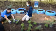 Planting a Bat Friendly Garden with Native Plants