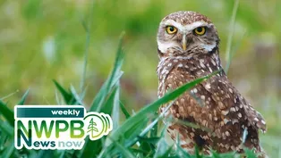 Federal Cuts to NW Libraries, Local News Deserts, and Burrowing Owls: April 16, 2025