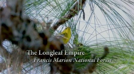 Video thumbnail: Expeditions with Patrick McMillan The Longleaf Empire – Francis Marion National Forest