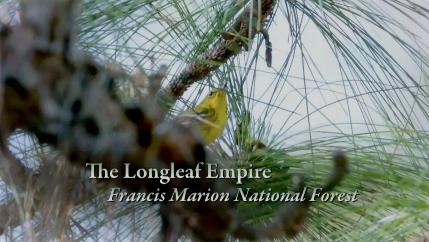 The Longleaf Empire – Francis Marion National Forest