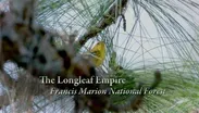 The Longleaf Empire – Francis Marion National Forest